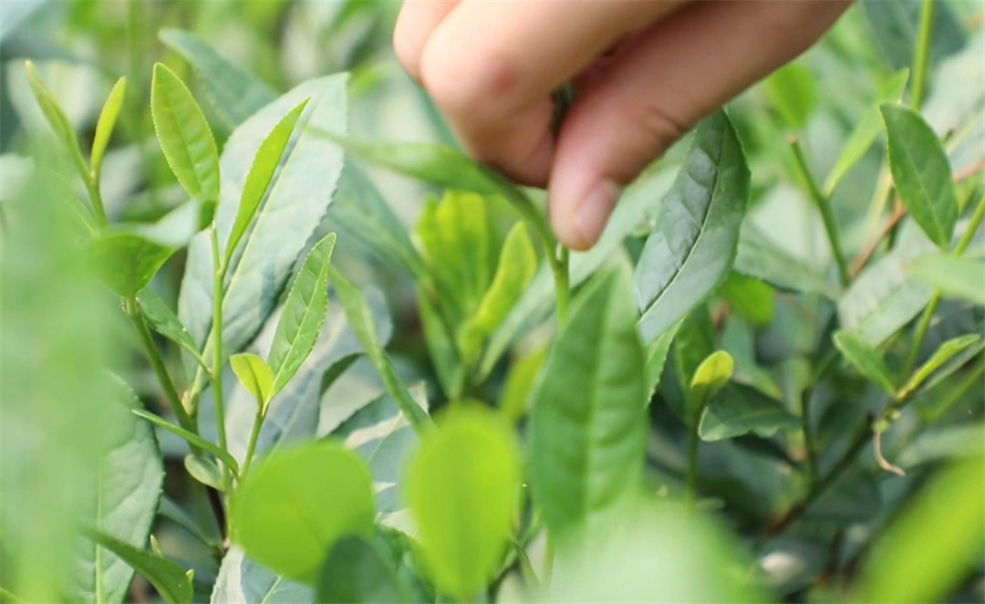 【視聽山東 】泰山茶溪谷：採茶知茶趣 研學正當時