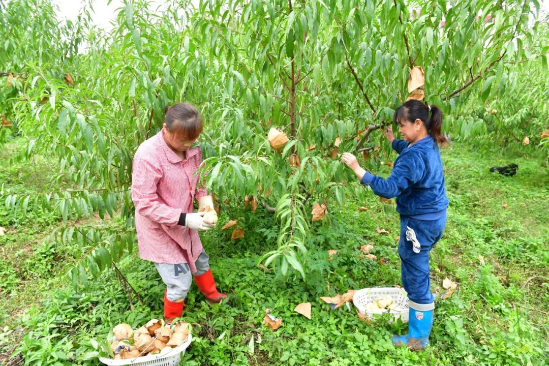 安徽巢湖：金秋結碩果 冬桃喜豐收