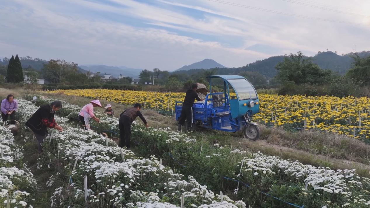 皖屯溪陽湖鎮：滿山菊花香 繪出幸福景