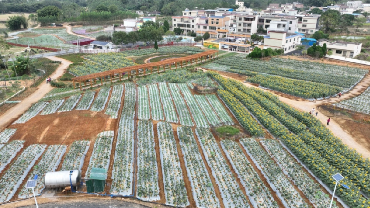 廣東新豐4萬株向日葵花開正艷 「美麗經濟」賦能鄉村振興