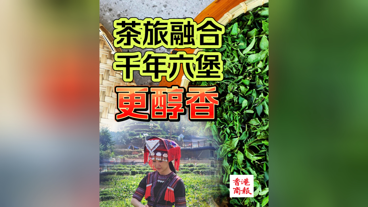 有片丨茶旅融合 千年六堡更醇香