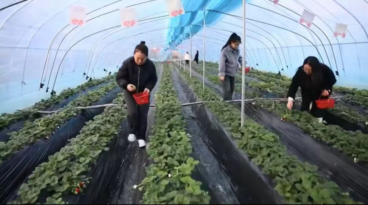 山西臨猗：草莓搶「鮮」上市 盡享冬日「莓」好