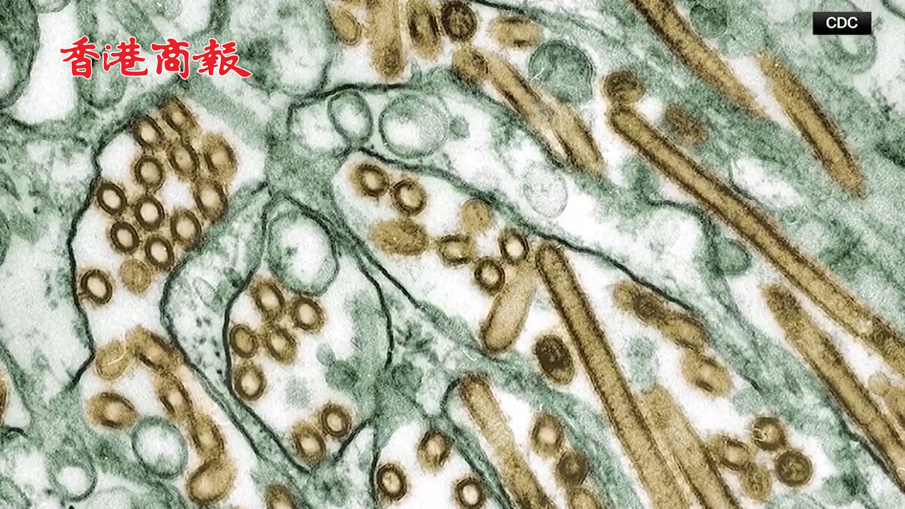 有片丨美國出現首例禽流感H5N1重症病例 加州宣布進入緊急狀態