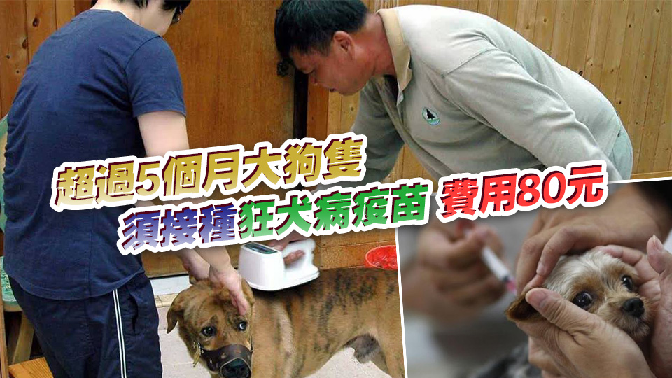 1·9起漁護署在各漁港為漁民狗隻注射狂犬病疫苗、植入晶片及續牌