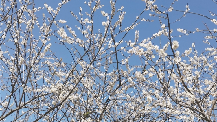 流溪河國家森林公園第二十三屆流溪梅花節開幕 10萬多株梅樹齊綻放