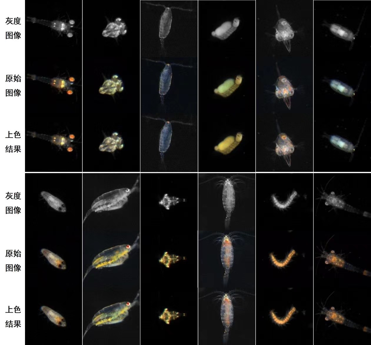 利用IsPlanktonCLR算法給海洋浮游生物目標圖像着色的對比圖 來源：研究團隊供圖.jpg