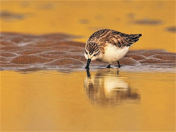 現身如東沿海灘涂濕地的世界珍稀極危鳥類——勺嘴鷸.jpg