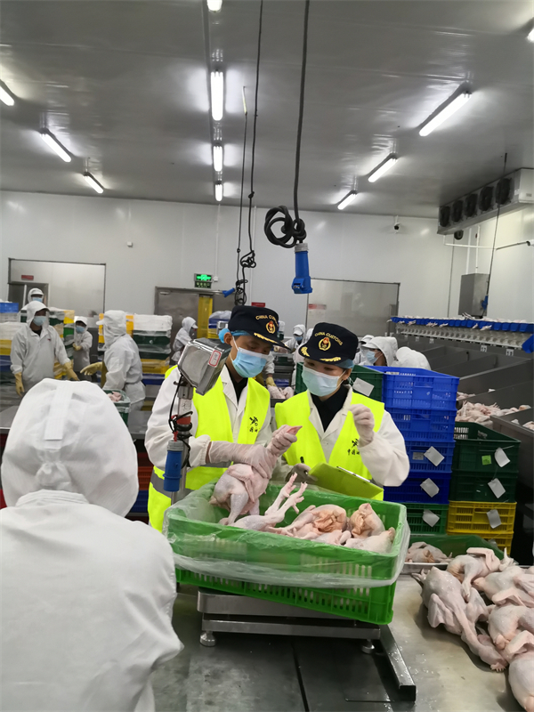 杨利敏（右）和她的同事在供港澳禽肉加工企业对“年鸡”进行现场采样（石宇骁 摄）.jpg