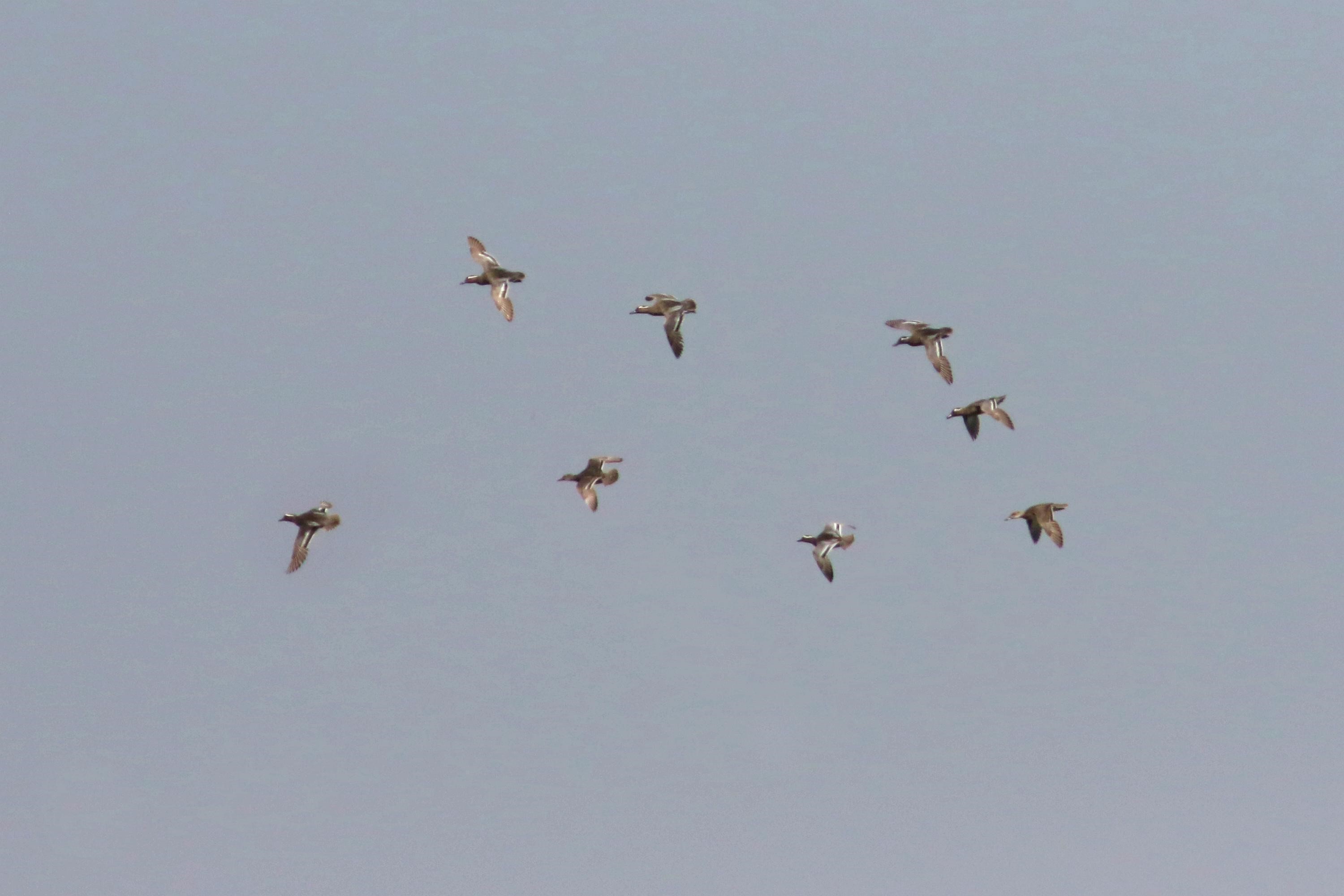 一群白眉鴨飛翔在東湖水庫上空（賈濤根攝）.jpg