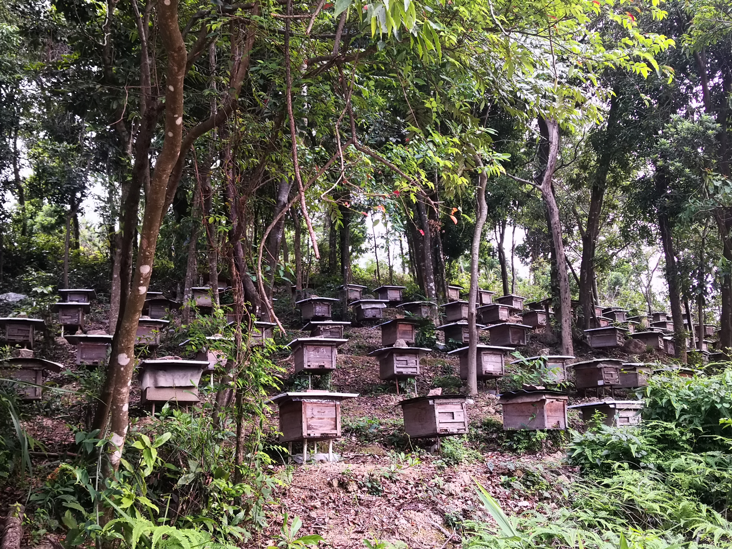 2、森林资源为村民发展蜂蜜产业提供了良好的生态自然环境.jpg