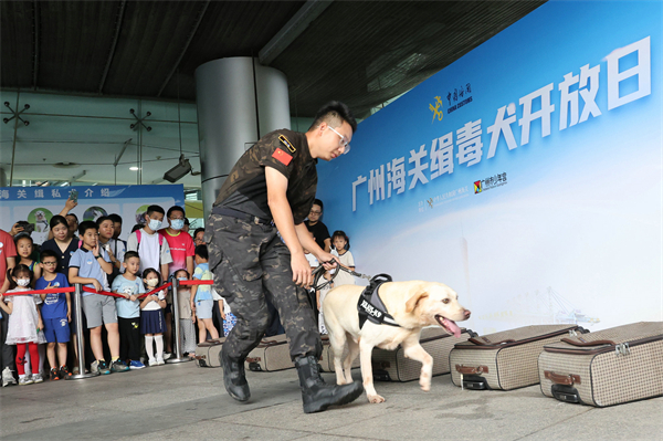 6月18日上午，在廣州海關緝毒犬開放日活動現場，廣州海關緝私犬隊的緝毒犬進行行李箱藏匿毒品搜查展示。（池兆恩攝）.jpg