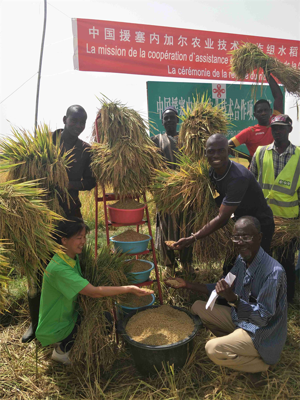 2018年7月，隆平高科实施的援塞内加尔第六期农业技术援助项目波多水稻组举办水稻收割仪式.jpg