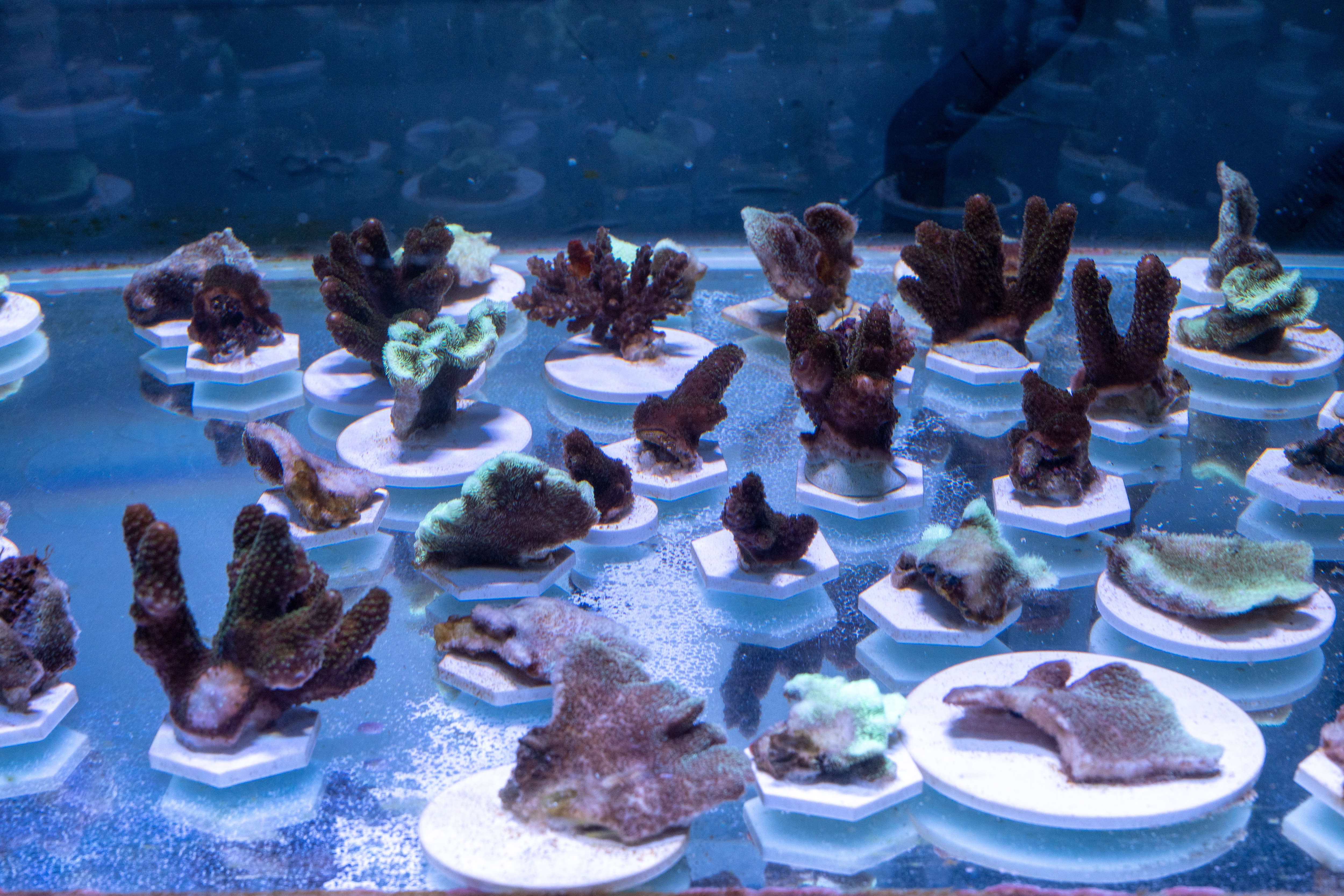 CORAL REEFStoration - Corals at Ocean Park.jpg
