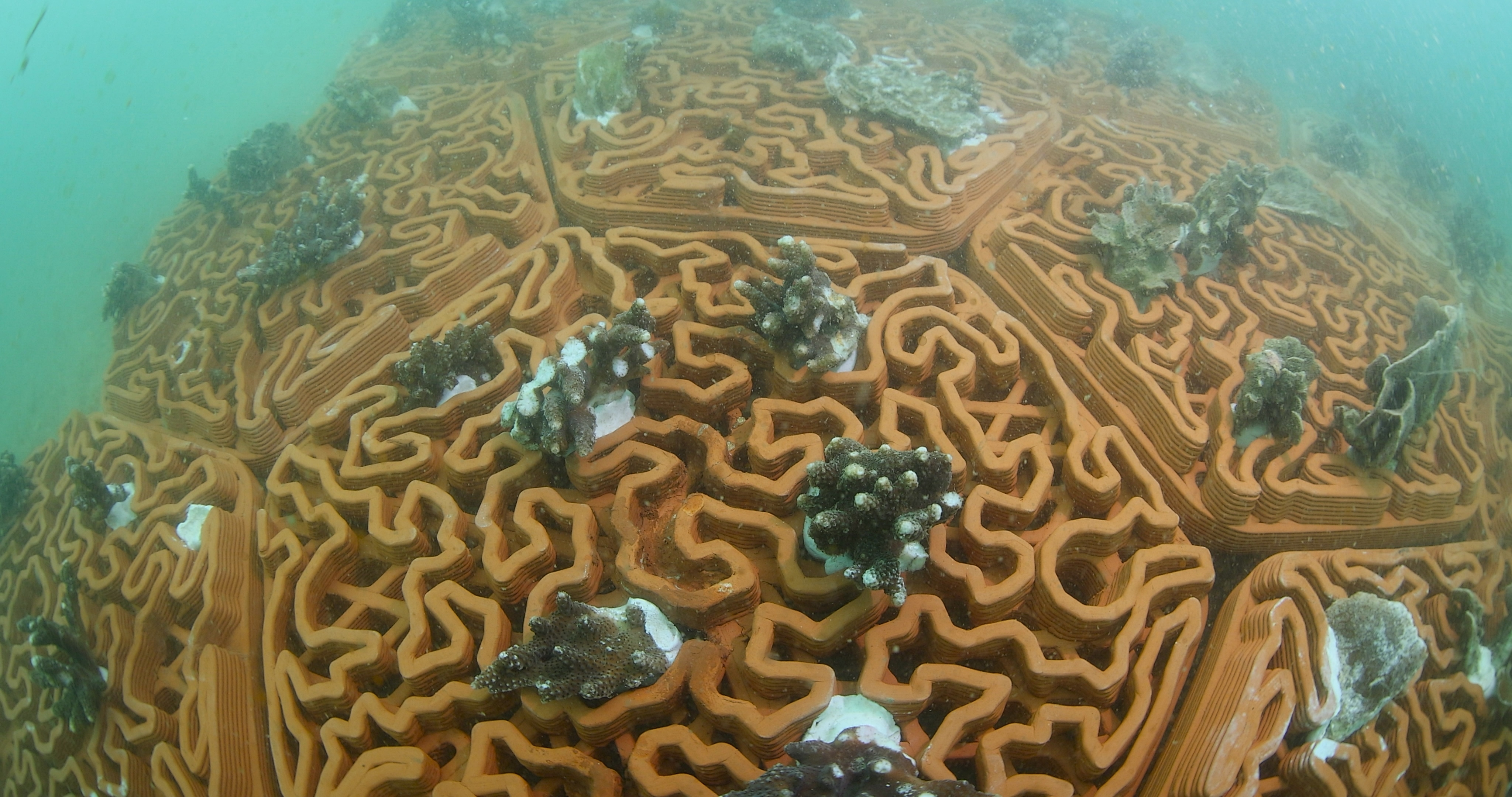 CORAL REEFStoration - Reef tiles (2).jpeg
