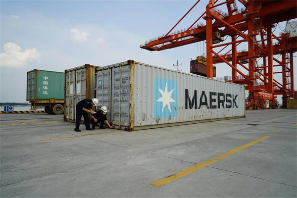 2：江門海關所屬外海海關關員對使用組合港模式出口貨物集裝箱進行監管。黃天蕾 攝.jpg
