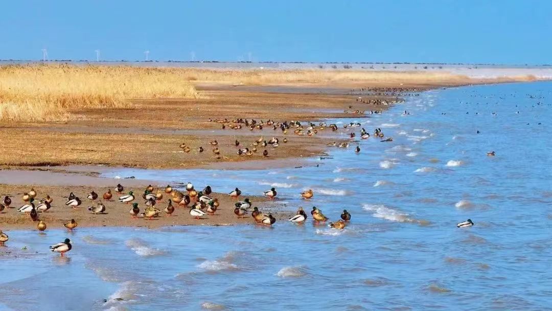 如今的啟隆鎮，天藍水碧，成千上萬的野鴨聚集江灘。.jpg
