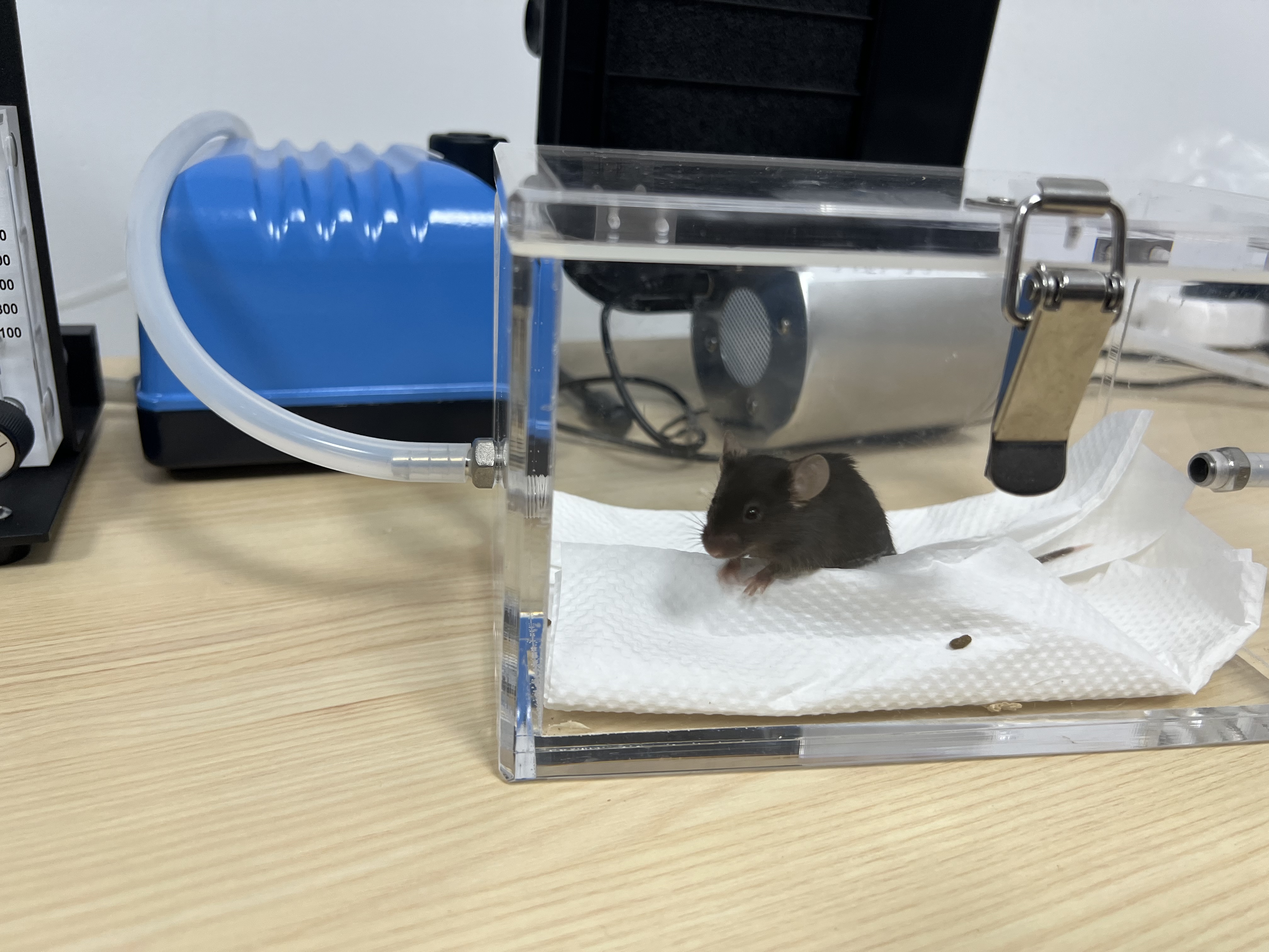 脑设施中准备实验的小鼠（伍敬斌摄）.jpg