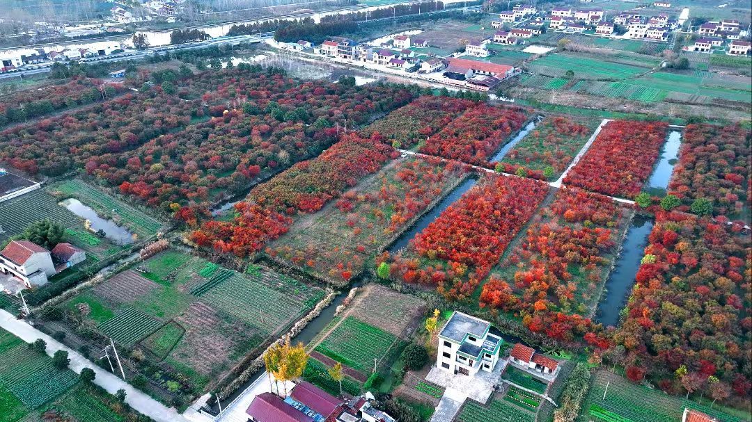 位於王鮑鎮啟東奧林原生小葉雞爪槭基地，樹木蔥蘢，一片綠意撲面而來。.jpg